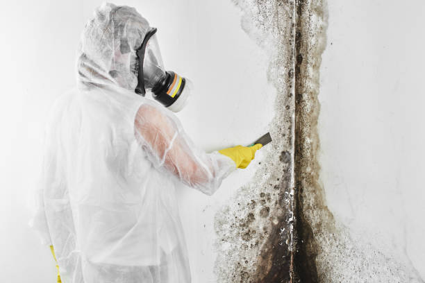 Best Attic Mold Remediation in Pine Beach, NJ