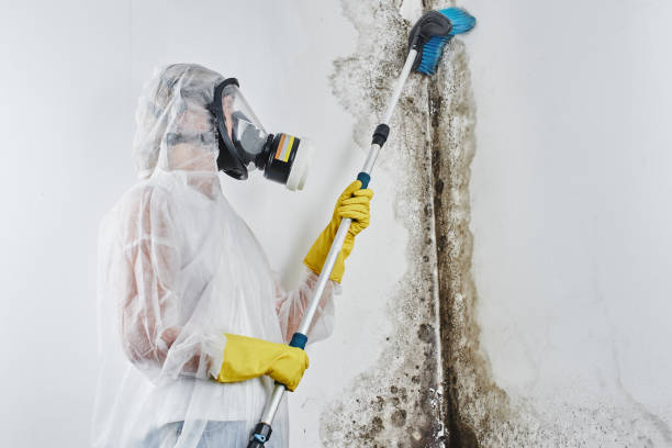 Best DIY Mold Remediation Support Services in Pine Beach, NJ