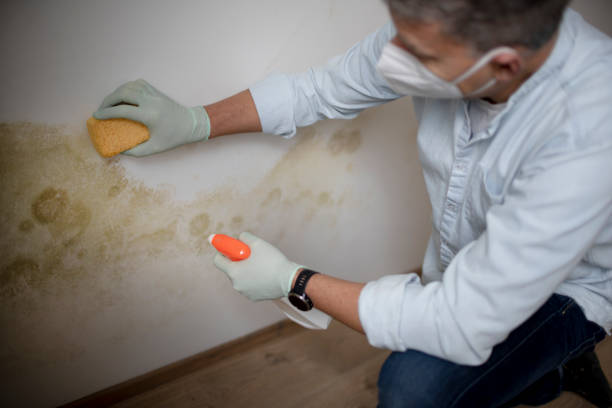 Best Industrial Mold Remediation in Pine Beach, NJ