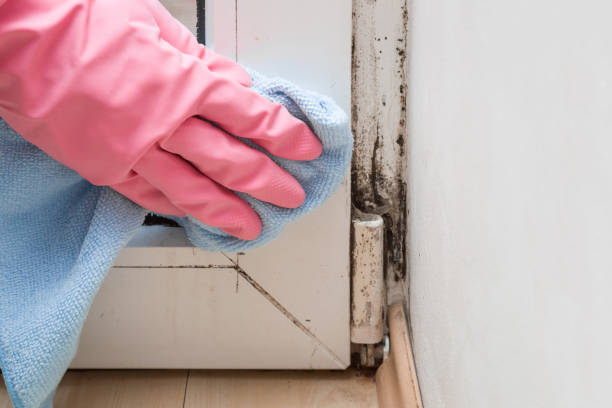 Best Mold Testing and Inspection Services in Pine Beach, NJ