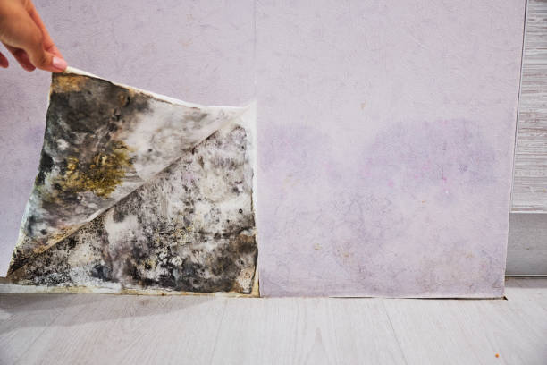 Best Mold Remediation for Specific Building Types in Pine Beach, NJ